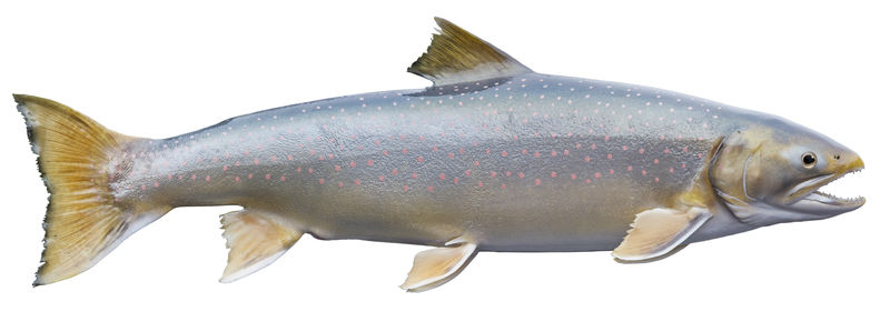 Alaska Dolly Varden Char