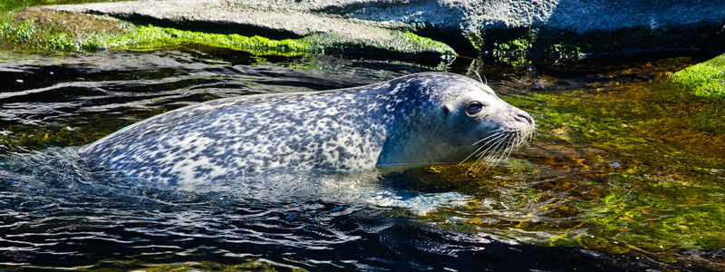 Harbor Seal at the Alaska Sealife Center Harbor Seal at the Alaska Sealife Center