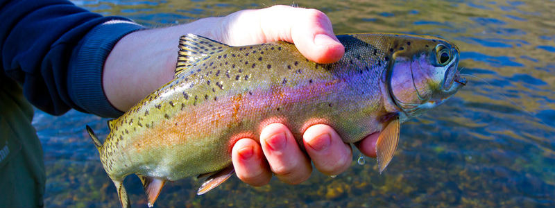 Alaska Rainbow Trout Catch & Release Alaska Rainbow Trout Catch & Release